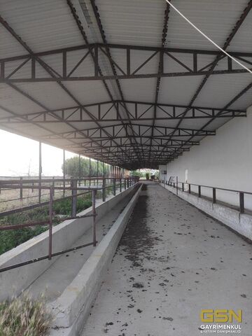 2-İZMİR DİKİLİ BAHÇELİ MAHALLESİNDE DENİZE 3. PARSEL 48.000 M2 İÇERİSİNDE KURULU 4000 BÜYÜKBAŞLIK RUHSATLI ÇİFTLİK